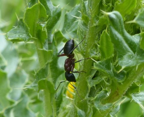 Réf. 276 384 : Camponotus sp.